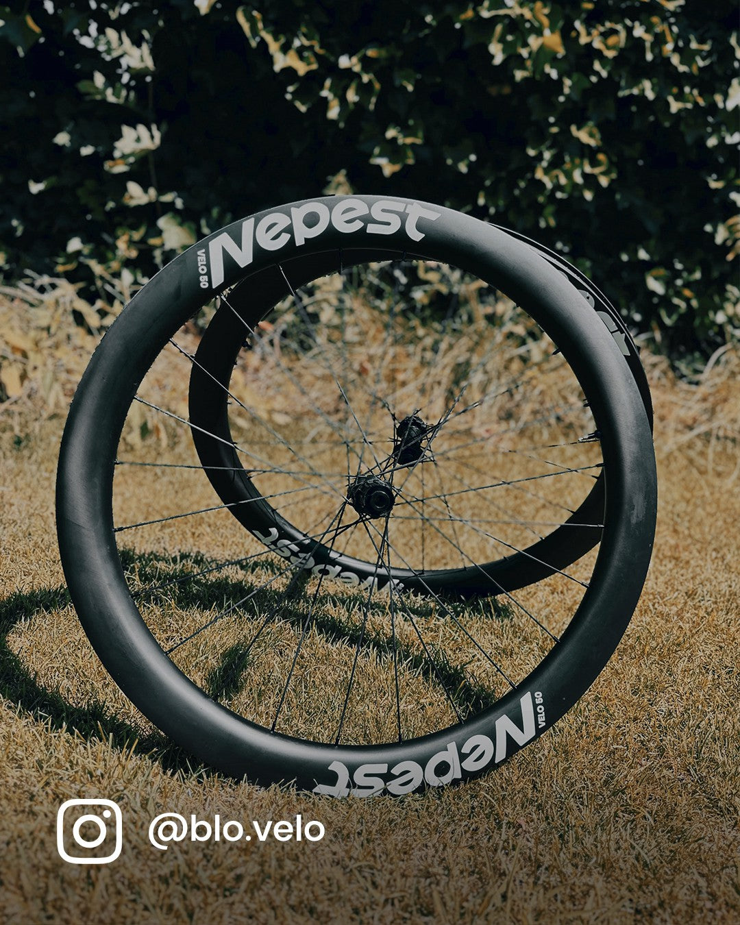 Join the Nepest Community